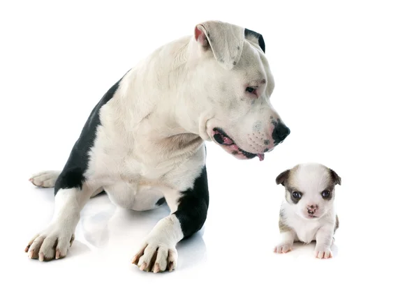 American staffordshire terrier e chihuahua — Fotografia de Stock