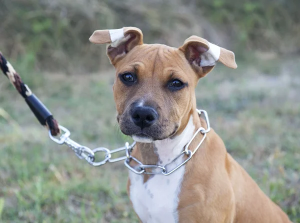 Köpek Amerikan staffordshire terrier — Stok fotoğraf