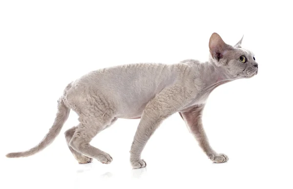 Devon Rex — Foto Stock