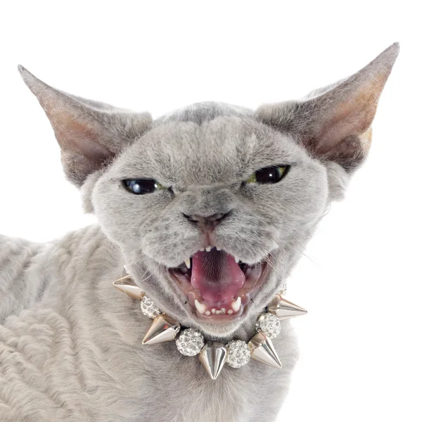 Devon Rex — Stock fotografie