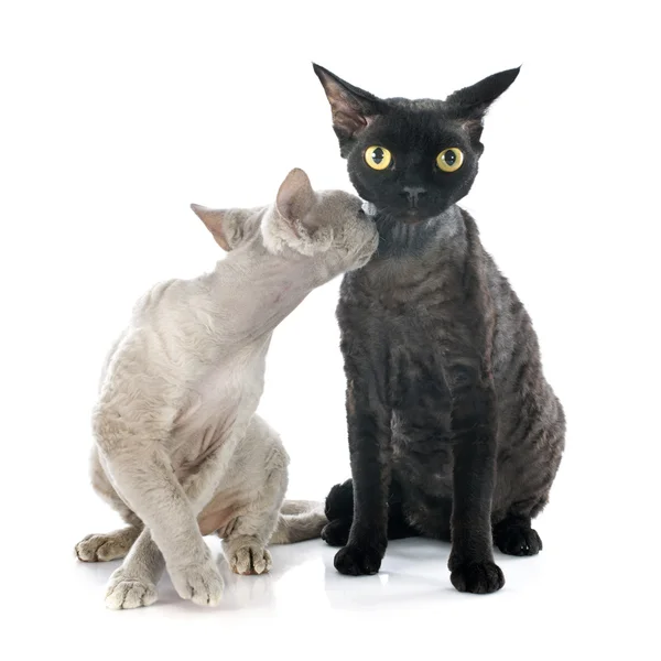 Devon rex — Stock Photo, Image