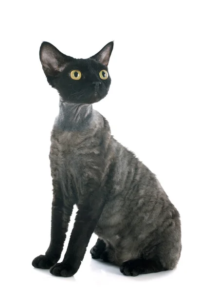 Devon Rex — Fotografia de Stock