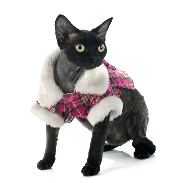 Devon rex — Stock Photo, Image