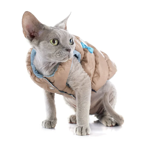 Devon rex — Stock Photo, Image