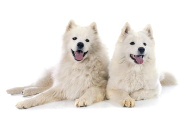 Samoyeds