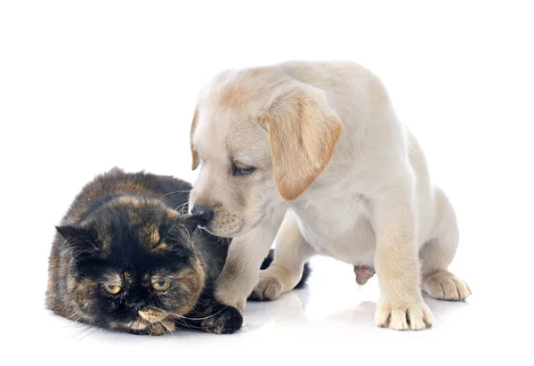 Egzotik stenografi kedi ve köpek yavrusu — Stok fotoğraf