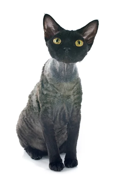 Devon Rex — Fotografia de Stock