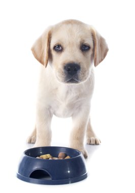 köpek yavrusu labrador retriever yeme