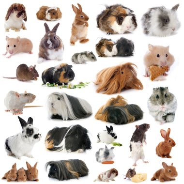 group of rodents clipart