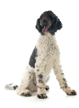 Portekiz su köpeği