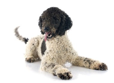 Portekiz su köpeği
