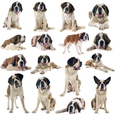 Saint bernard