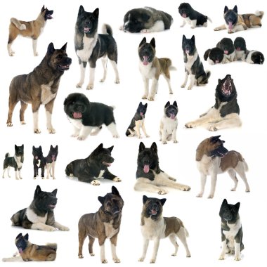 amerikan akita