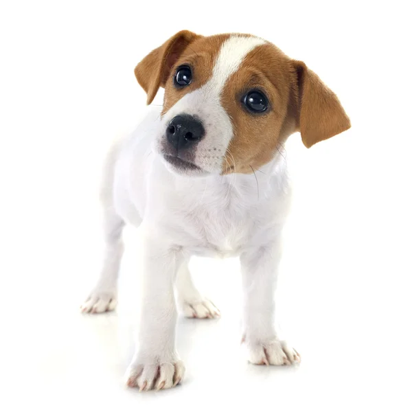 Cachorro jack russel terrier — Foto de Stock