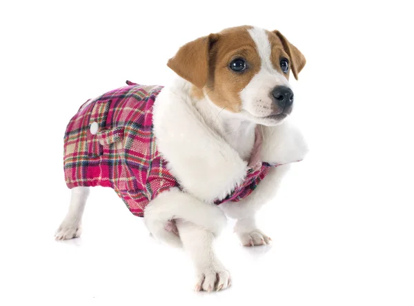 Welpe Jack Russel Terrier — Stockfoto