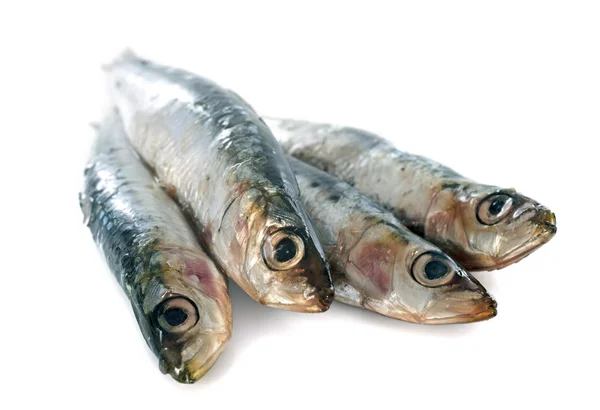 Verse sardines — Stockfoto