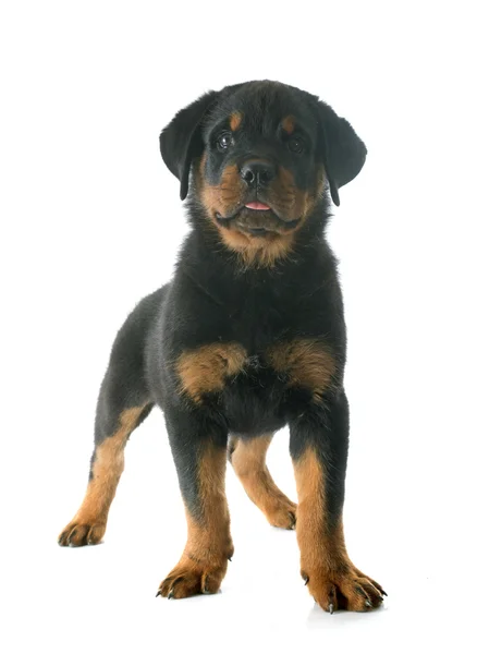 Cachorro rottweiler — Foto de Stock