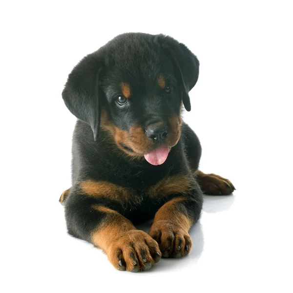 Yavru rottweiler — Stok fotoğraf