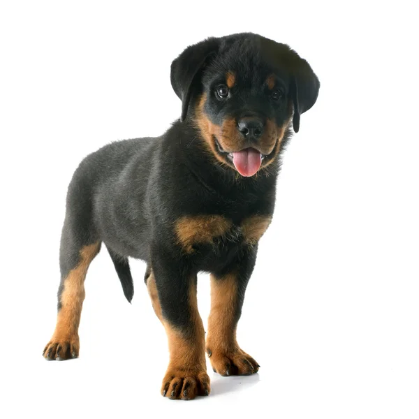 Yavru rottweiler — Stok fotoğraf