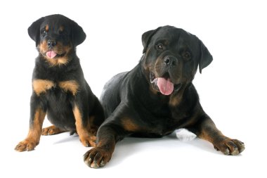 rottweiler yavru ve Yetişkin