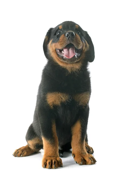 Rottweiler kiskutya — Stock Fotó