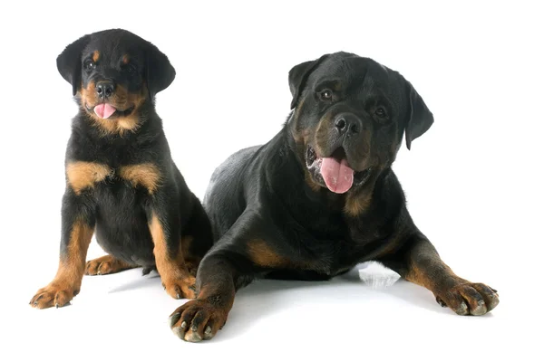 ロットワイラーの子犬および大人 — ストック写真