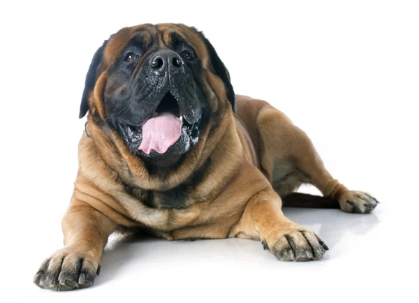 Mastiff. —  Fotos de Stock