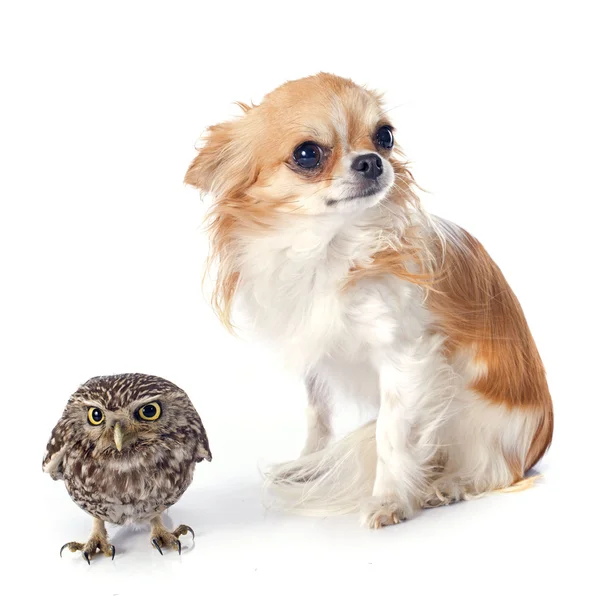 Little owl and chihuahua — Stock Photo, Image