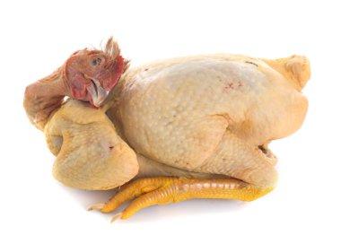 poularde