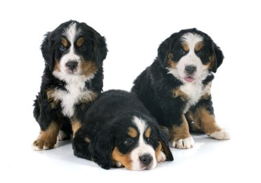 kukla bernese dağ köpeği