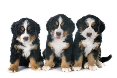 kukla bernese dağ köpeği