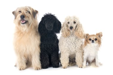 dört köpek