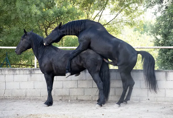 Apareamiento de caballos — Foto de Stock