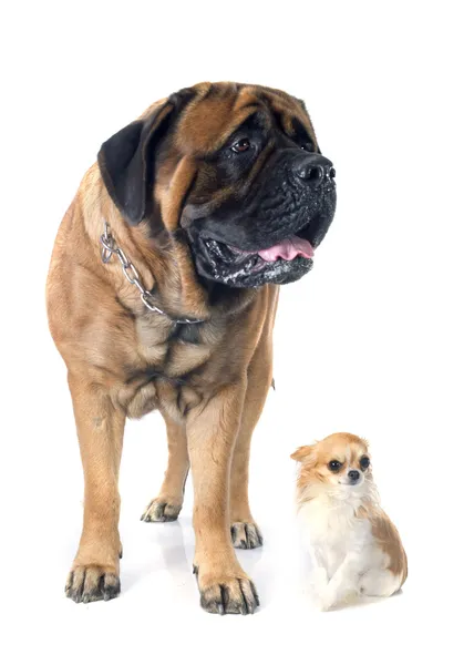 Dogge und Chihuahua — Stockfoto
