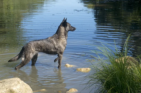 Holland Shepherd — Stock Photo, Image