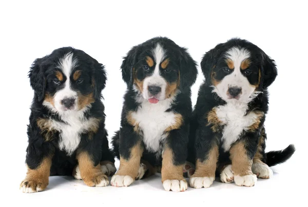 Cachorros bernese moutain cão — Fotografia de Stock