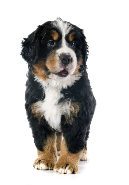 Filhote de cachorro bernese moutain cão — Fotografia de Stock