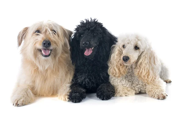 三只狗 — 图库照片