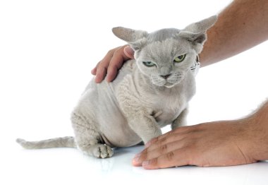 okşayarak Devon rex