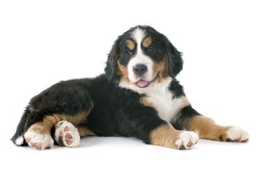 bernese dağ köpek yavrusu