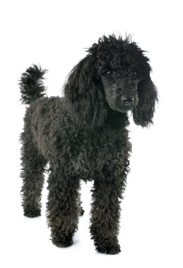 kaniş köpek yavrusu 