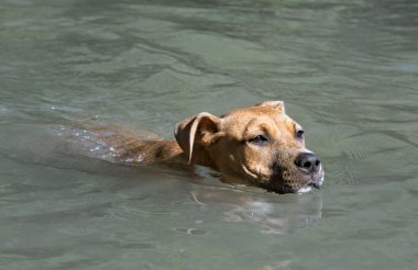 Yüzme köpek yavrusu