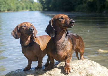 iki dachshunds