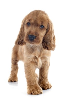 yavru İngiliz cocker