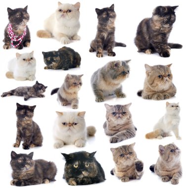 egzotik stenografi kedi