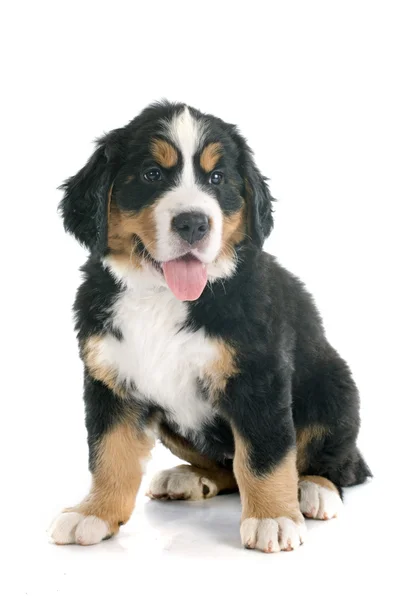 Bernese dağ köpek yavrusu — Stok fotoğraf