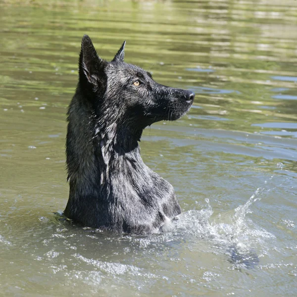 Hollandse Herdershond — Stockfoto