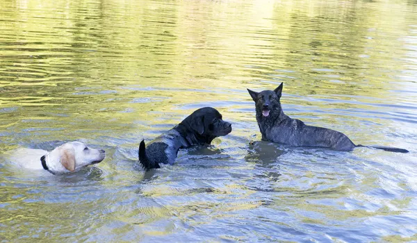 Drie hond in de rivier — Stockfoto