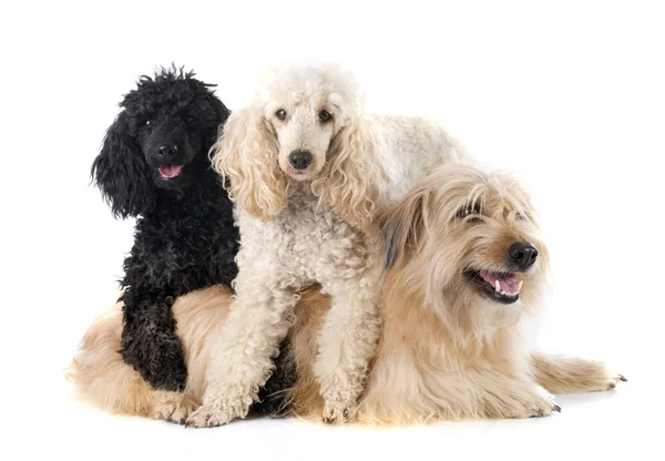 Three dogs — Stock Photo, Image