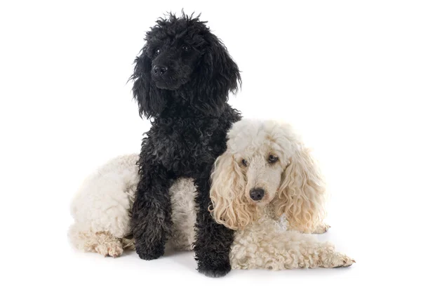 Dois poodles — Fotografia de Stock